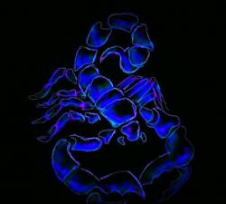 Скорпион в асценденте Стрельца, Льва, Рака и других знаков