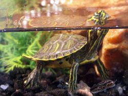 Чем питается черепаха в природе и в домашних условиях?