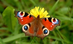 Бабочка павлиний глаз: описание, фото. Интересные факты о бабочках