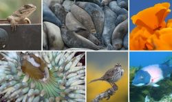 Биологические ресурсы и их классификация