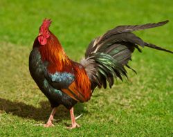 К чему снится петух? Толкование снов