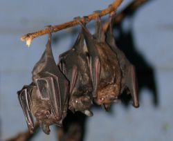 Сонник: летучие мыши. Значение снов