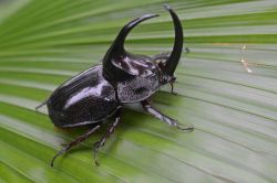 Снились жуки к чему? К чему снятся большие жуки? К чему снятся колорадские жуки?