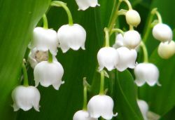 Весенние первоцветы. Первый весенний цветок