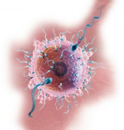 Строение яйцеклетки человека и ее функции