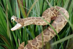 Во сне убивать змею - к чему это?