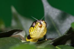 К чему снится змея, которая кусает: сонник