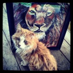 Раскрой тайну, сонник, рыжий кот снится к чему