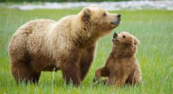 Листаем сонник: медвежата и медведица. К чему снится медведь?