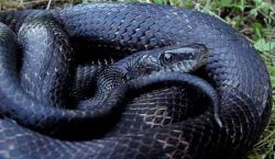 К чему снится черная змея? Как быть, к чему готовиться?