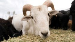 Подходит ли Овен Овну? Гороскоп совместимости в браке, в любви