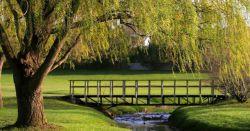 Как правильно выбрать дерево по знаку зодиака?