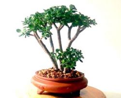 Почему гибнет толстянка? Болезни, которые могут погубить это растение