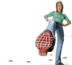 Средство от муравьев: советы и рецепты