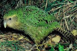 Атавизмы и рудименты: примеры