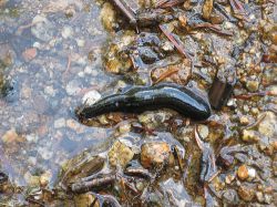 К чему снятся пиявки: сонник