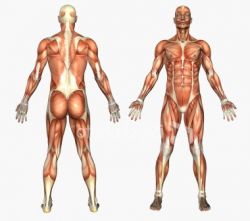 Что изучает биология как наука