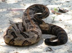 К чему снятся змеи женщине? Толкование снов