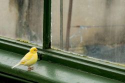 Птица ударилась в окно: что означает примета? Птица ударилась в окно - к чему это?