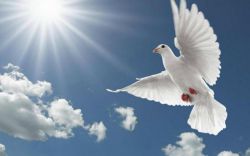 Приметы про птиц – опыт поколений 