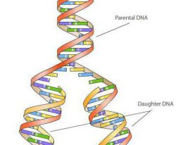Репликация - это что?