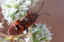 Клоп-солдатик – маленький вредитель