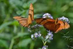 Бабочка залетела в дом: примета хорошая или плохая?