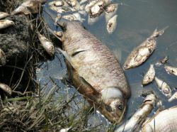 Горе придет в жизнь? К чему снится рыба мертвая?