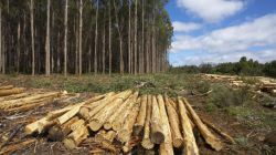 Основные лимитирующие факторы