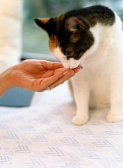 Кошка не ест: в чем проблема?