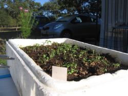 Как вырастить рассаду помидор? Это совсем не сложно