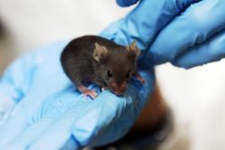 Приснилась мышь. Что это значит?