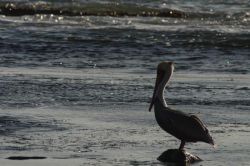 Основные составляющие среды обитания. Водная среда обитания 