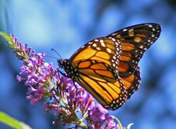 Что означают увиденные во сне насекомые? Сонник