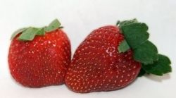 Виктория (ягода) – история, рекомендации, уход