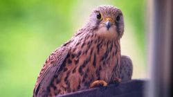 Плохая примета, как предвестие опасности