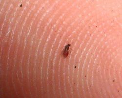 Лечение укуса мошки медикаментозное и народное