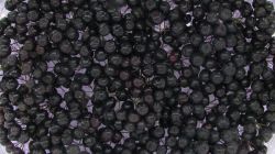 Рябина черная: полезные свойства, противопоказания. Рецепты заготовок на зиму