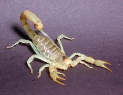 Скорпион: сонник. Что значит, если во сне укусил черный или белый скорпион.? Сонник: убить скорпиона