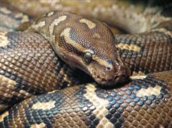 Сонник: к чему снится большая змея?