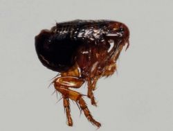 Земляные блохи: описание, методы борьбы