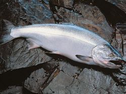 Кижуч в духовке - отличное блюдо для праздничного стола!