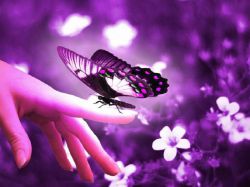 В квартиру залетела бабочка - примета хорошая или плохая?