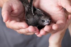 Что значит примета 