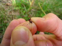 Педантизм - что это? Маниакальный педантизм