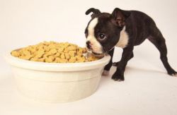 Корм премиум-класса для собак - залог сбалансированного здорового питания