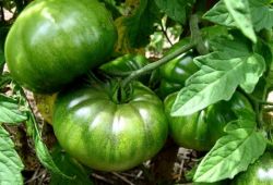 Исключаем болезни томатов от недостатка или избытка азота, калия и фосфора 