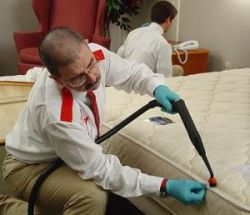 Как избавиться от клопов самостоятельно: способы, стратегии, тактика 