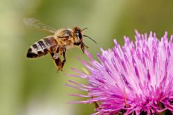 Сколько живет пчела? Возможно ли уберечь ее от гибели?