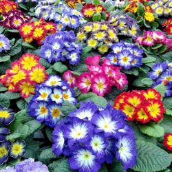 Примула Акаулис Микс: уход и размножение в комнатных условиях